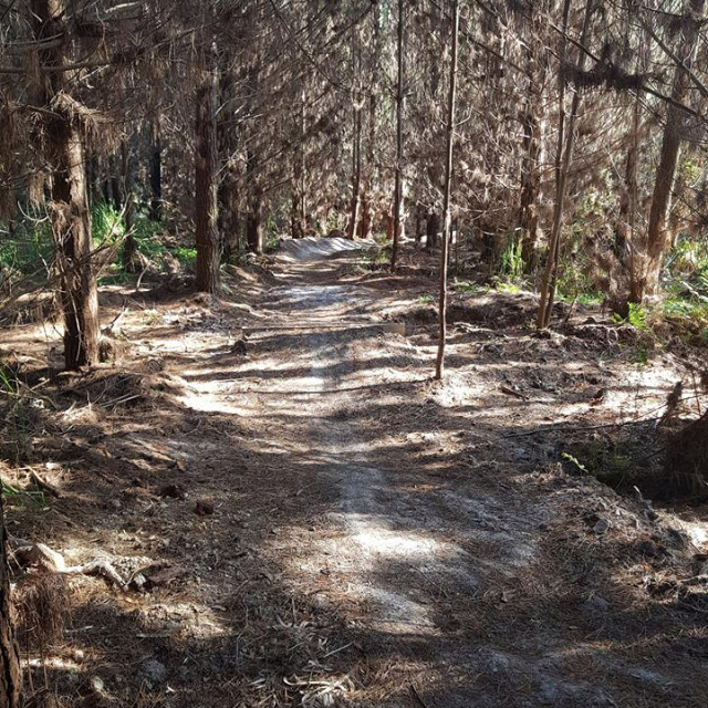 Pine forest riverhead bike trial